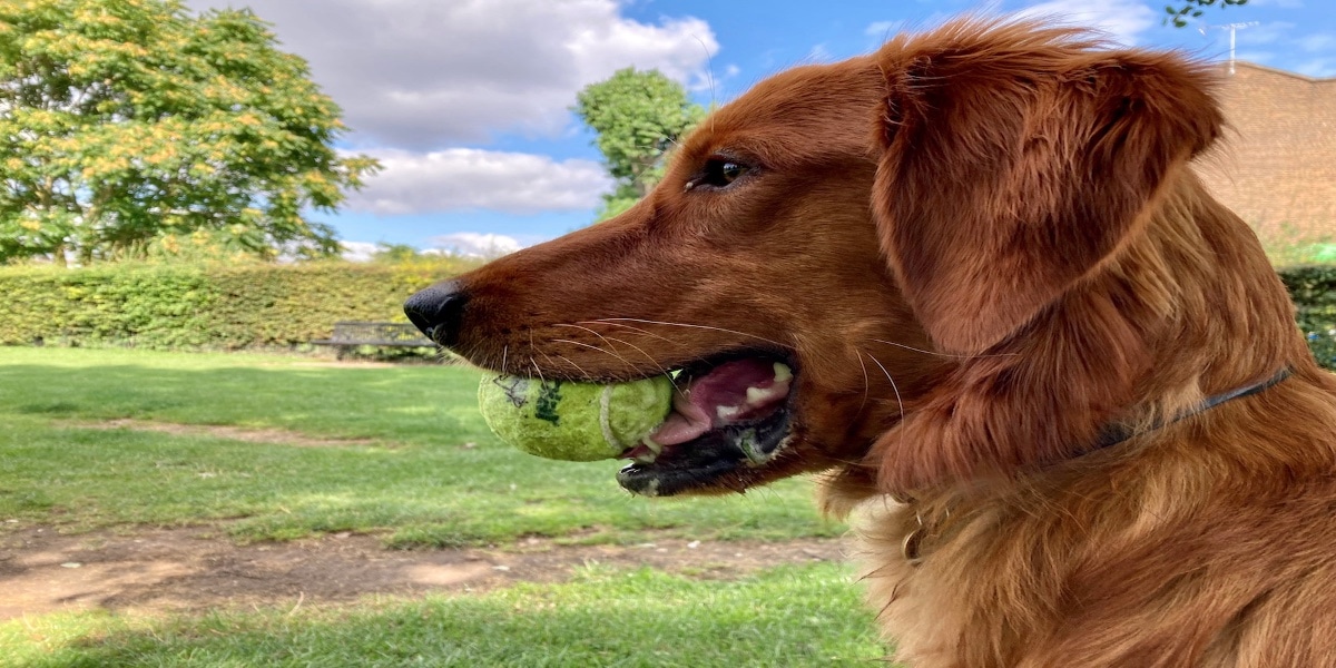 Ağzında top olan, mutlu görünen yakışıklı bir köpeğin profil resmi. Ancak resim sıkıştırılmış.